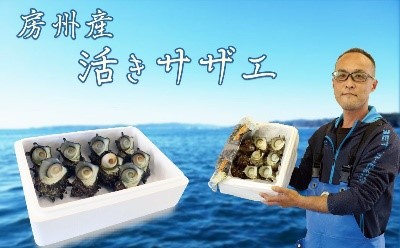 アサダ水産：獲れたて直送『房州サザエ』