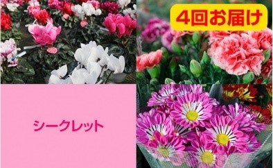 宮城県柴田町 / 合同会社 斎藤園芸 農家直送 春夏秋冬 四季の花 4回お届けセット