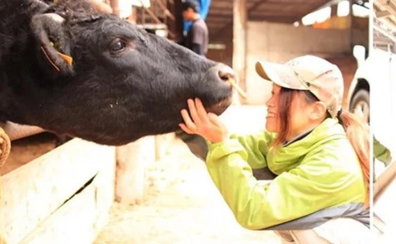 大阪府阪南市 黒毛和牛飼育の様子